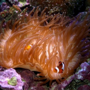 anemone1