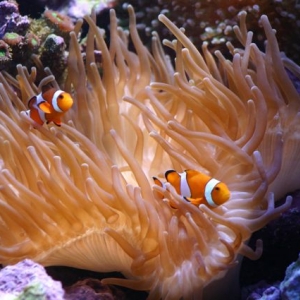 anemone2