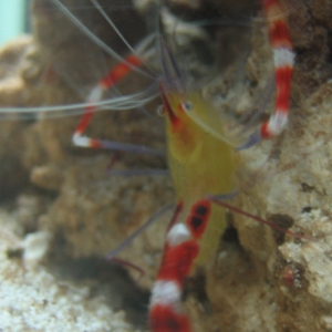 Coral Banded Shrimp