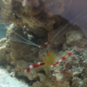 Coral Banded Shrimp