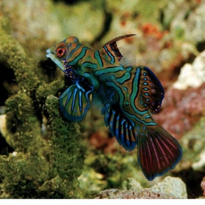 Mandarinfish eating