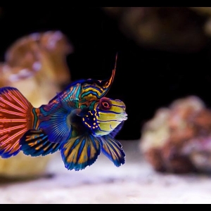 S. splendidus