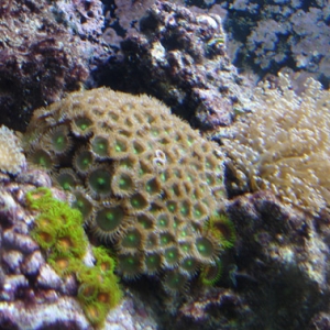 Corals