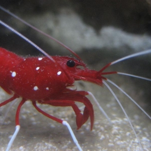 Fire_shrimp