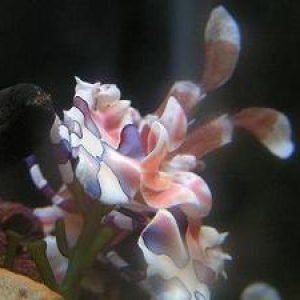 purple_rhodactis_007