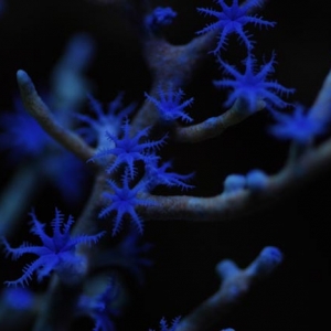 Blue Gorgonian closeup