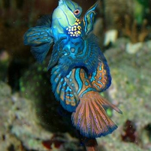 Mandarin's relatively undersized mouth
