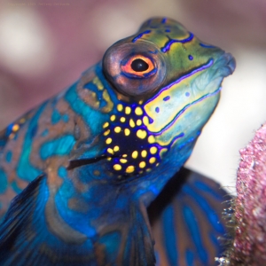 Mandarin's relatively undersized mouth
