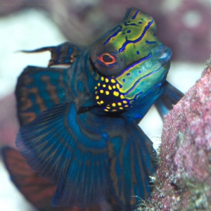 Mandarin's relatively undersized mouth