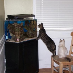 cat vs nemo