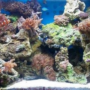 mt first reef tank