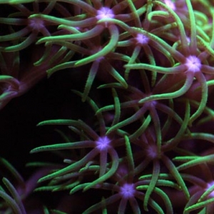 Star Polyps