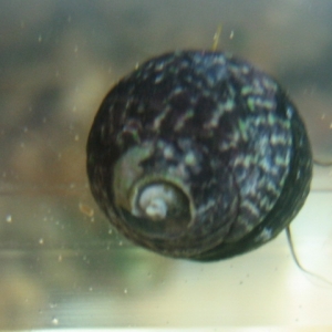 Snail