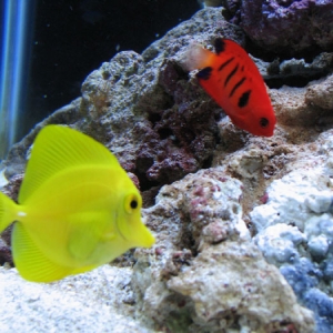 Yellow Tang & Flame Angel