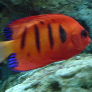 Flame Angelfish