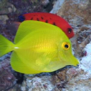 Yellow Tang and Flame Angel 2