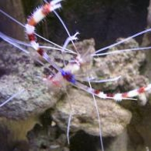 coral banded shrimp