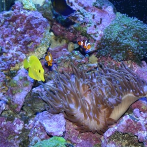 Tang and Anemone
