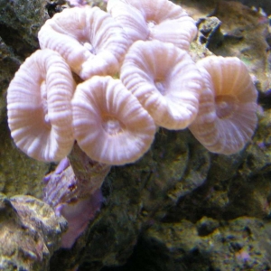 Trumpet Coral