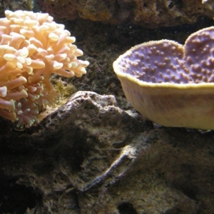 hammer and cup coral