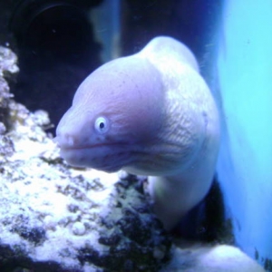 white eyed moray