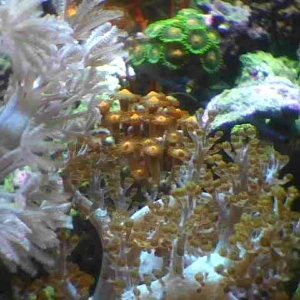 zoas_1