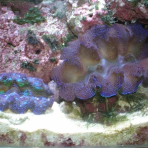 Crocea clams