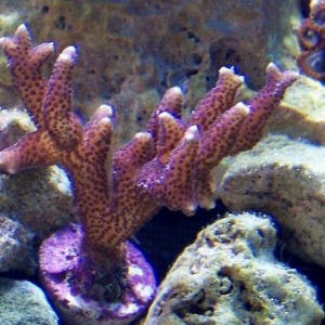 My first few sps frags