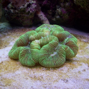 brain_coral