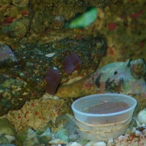 Mushroom frag cups.