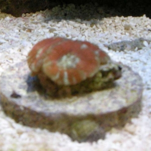 japanese Acanthastrea lordhowensis