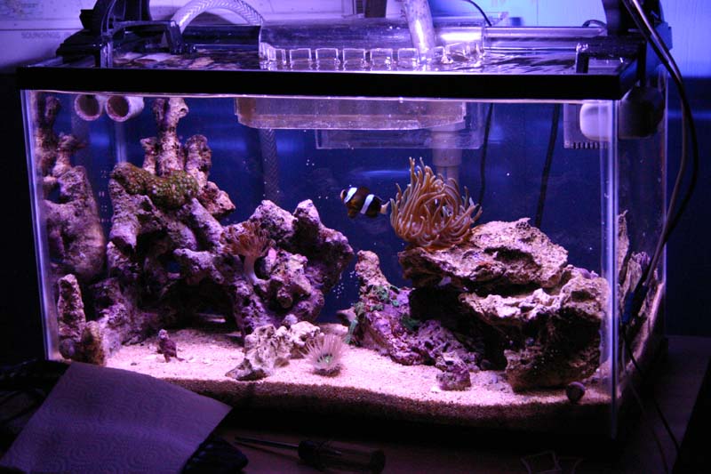 10 gallon reef