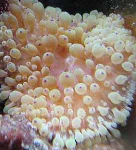 10g corals