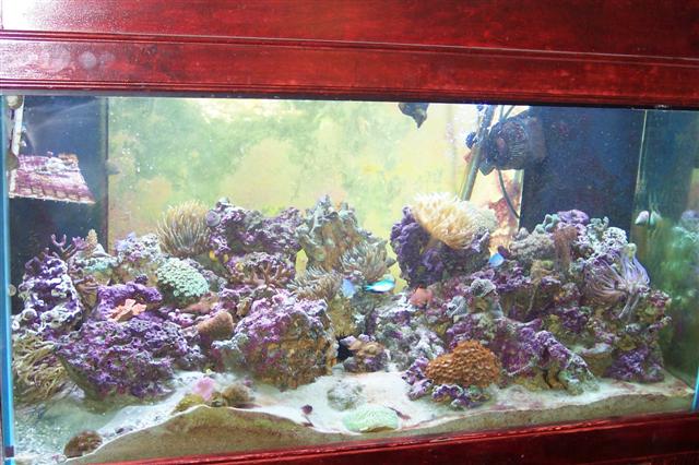 120 Indo Pacific Back Reef