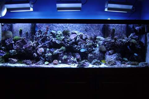 125 g mixed reef