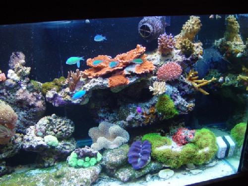 150 gallon reef