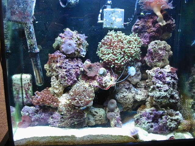 18 GAL Mini Reef
