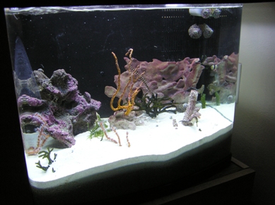 25 gallon seahorse and pipefish only tank