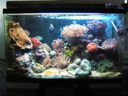29 gal reef