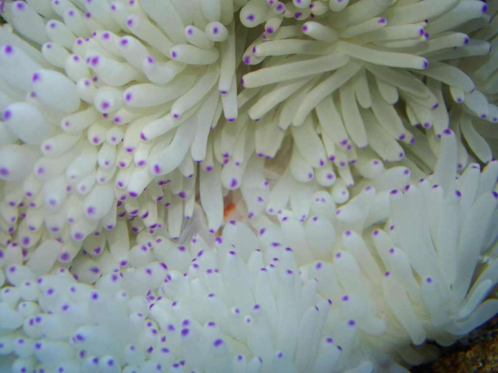 3-anemone-eating-some-shrim