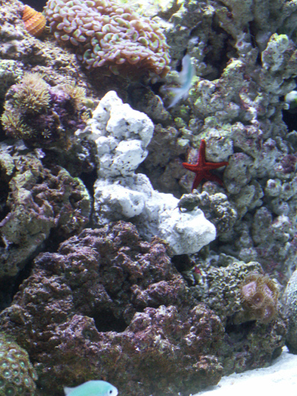 34 gl. Red Sea 3 weeks old