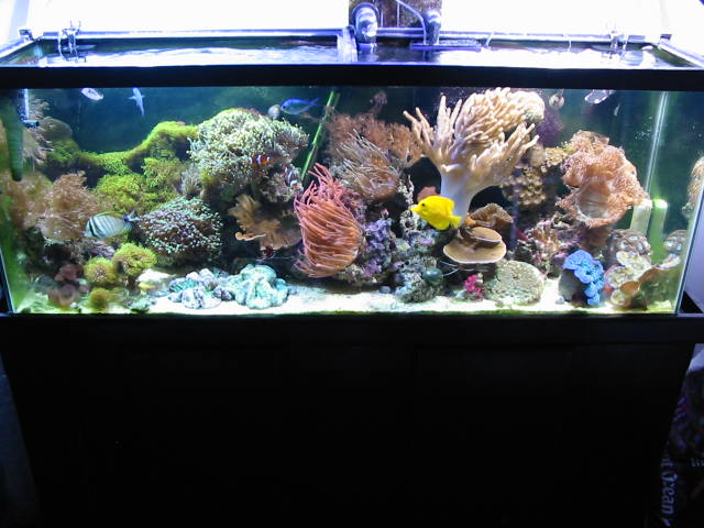 50 Gal Reef 1 Year Old