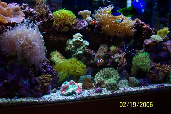 50 Gallon Reef