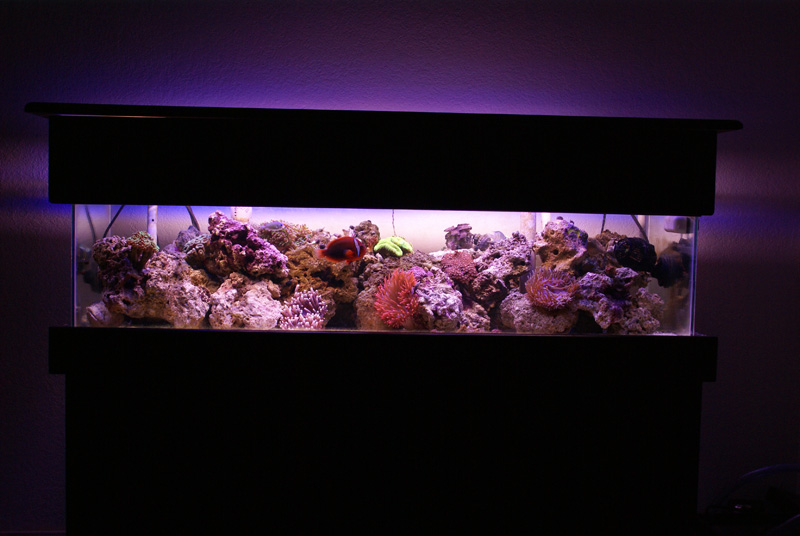 50G Reef