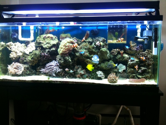 55 gallon reef