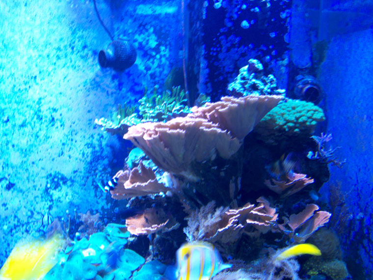 730 Reef tank
