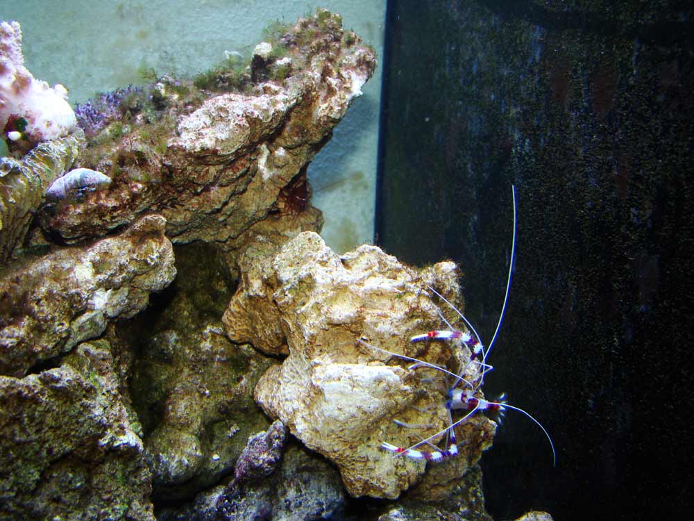 9-red-banded-shrimp
