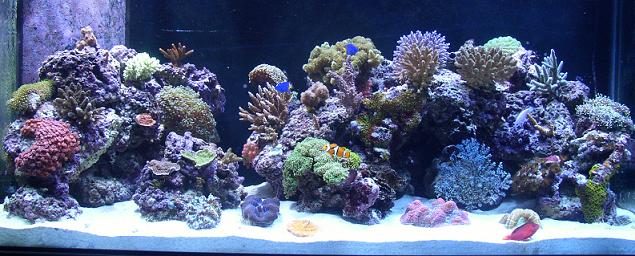 90 Gal Reef