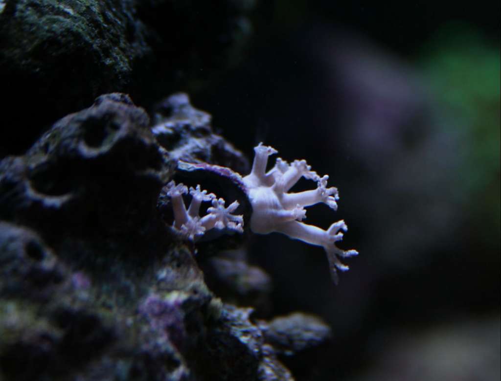 A highly stressed new Pulsing Xenia Frag