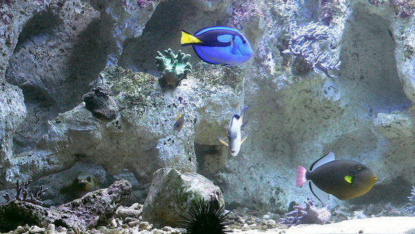 a part of my Fish tank